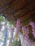 紫藤