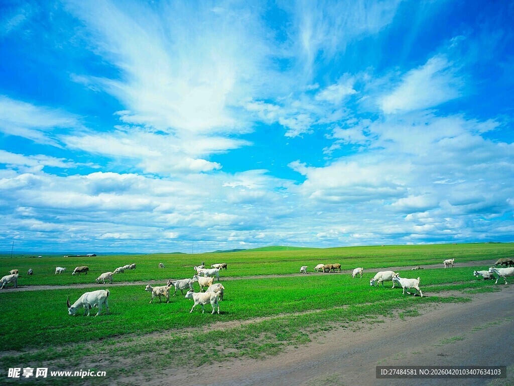 草原公路旁的牧羊景象
