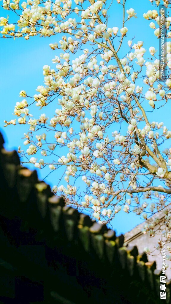 墙头繁花映蓝天