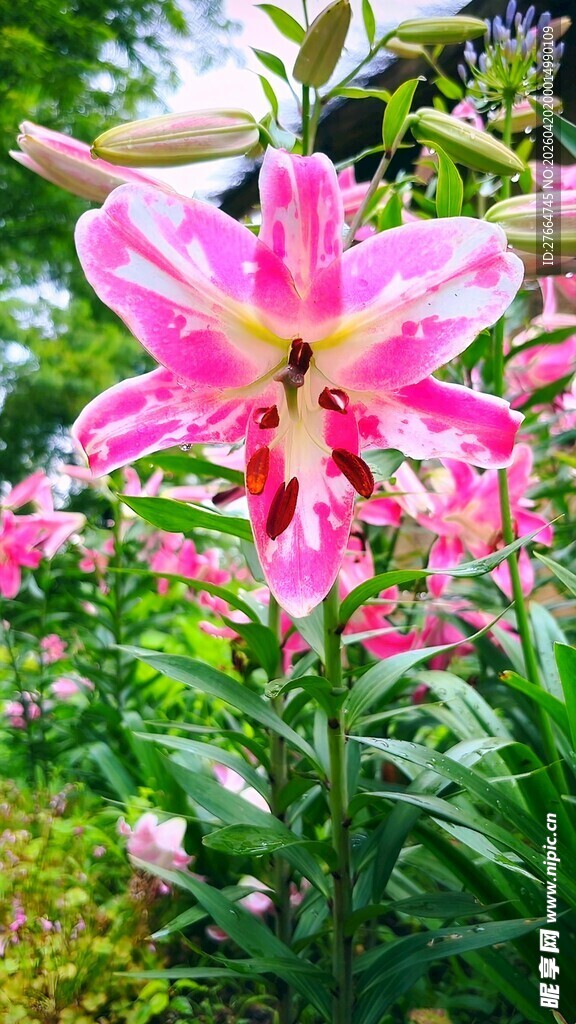 娇艳粉色百合花绽放