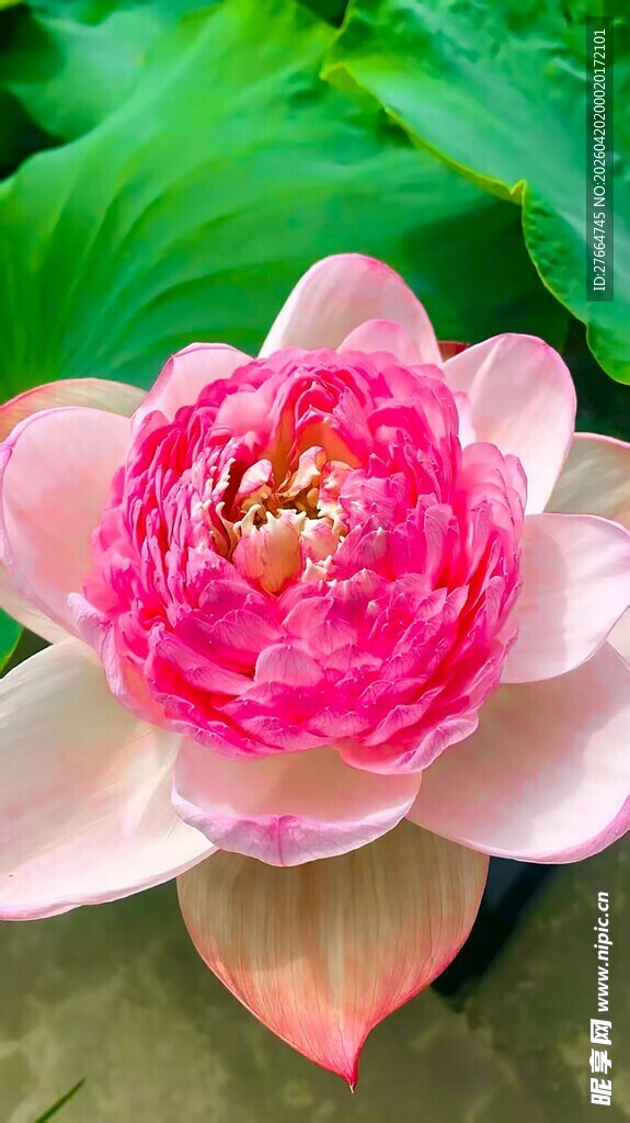 娇艳盛开的粉色荷花