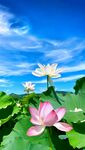 蓝天白云下的娇艳荷花