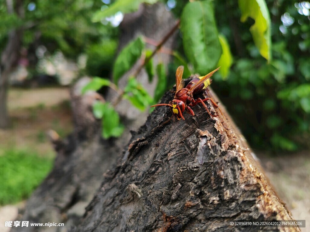 树干上的多彩昆虫