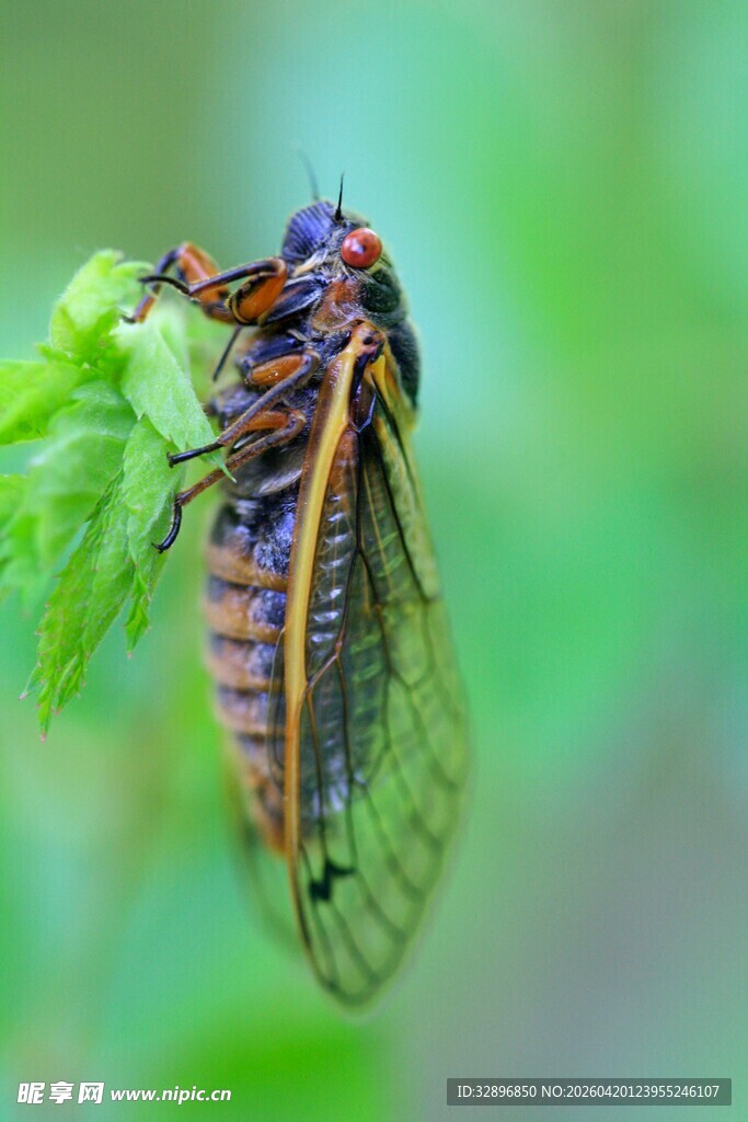 栖息于绿叶上的斑斓蝉