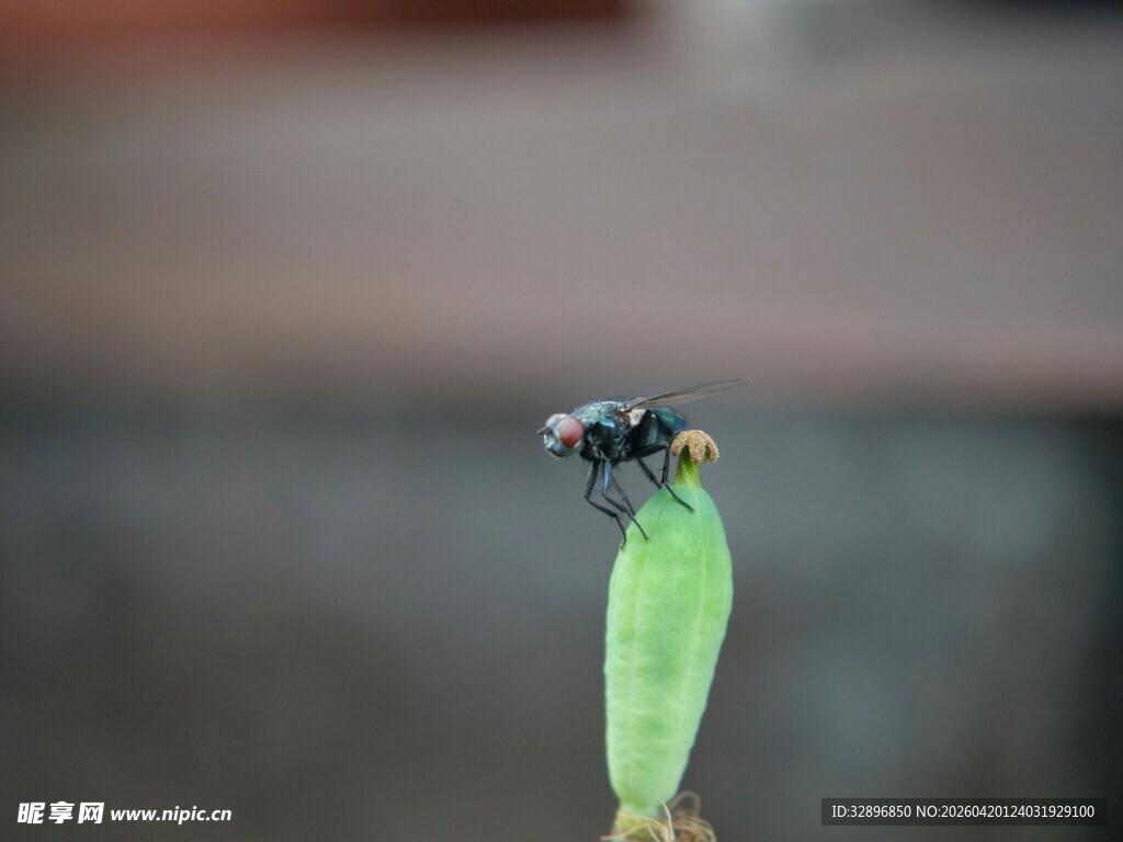 绿叶上的黑色小昆虫