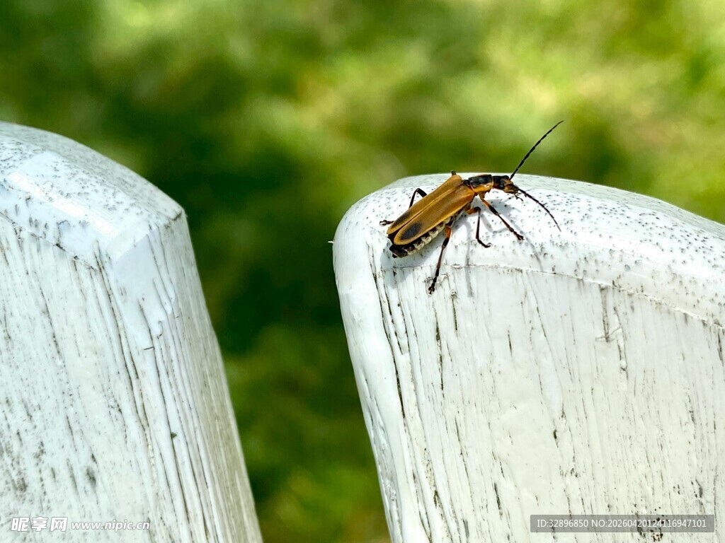 木上甲虫特写