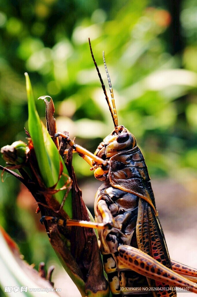 草丛中的蚂蚱特写