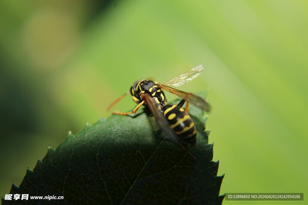 绿叶上的黄黑条纹小昆虫