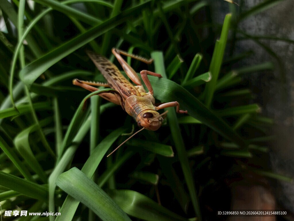 草丛中的棕色蚂蚱