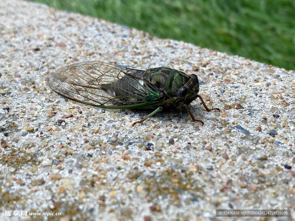 石面上的绿色蝉