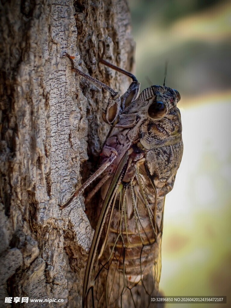 树干上的蝉