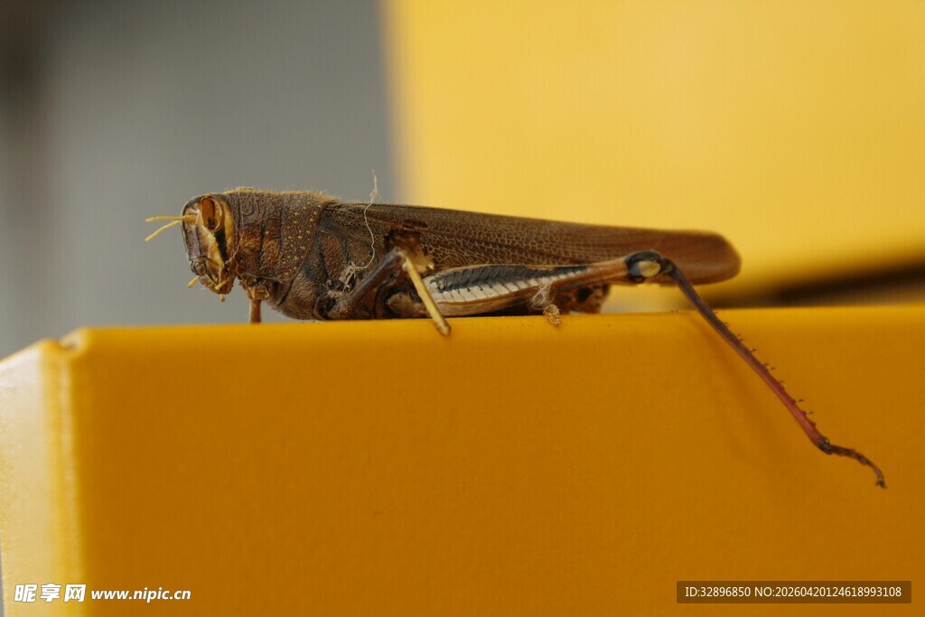 黄色物体上的褐色蚂蚱