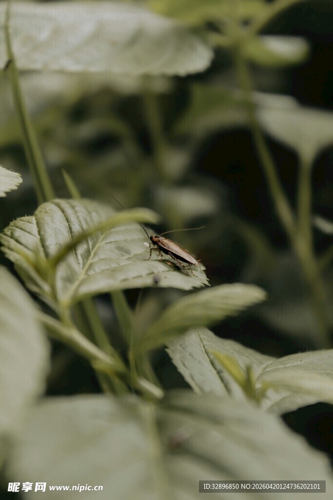 绿叶间的隐秘昆虫