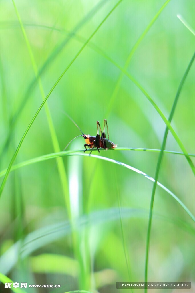 草尖上的小甲虫