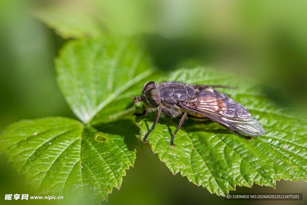 绿叶上的苍蝇