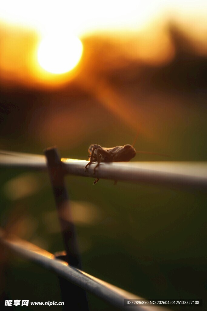 夕阳下栏杆上的小昆虫