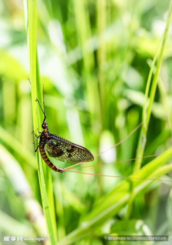 草丛中停歇的黑褐色昆虫