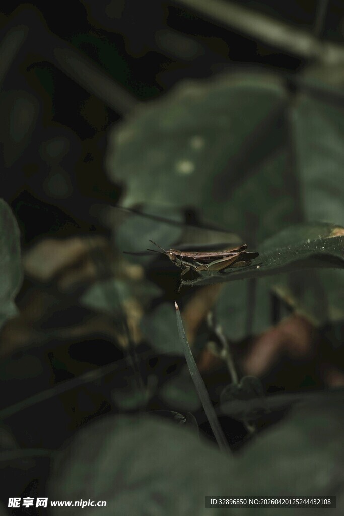 绿叶间的条纹昆虫