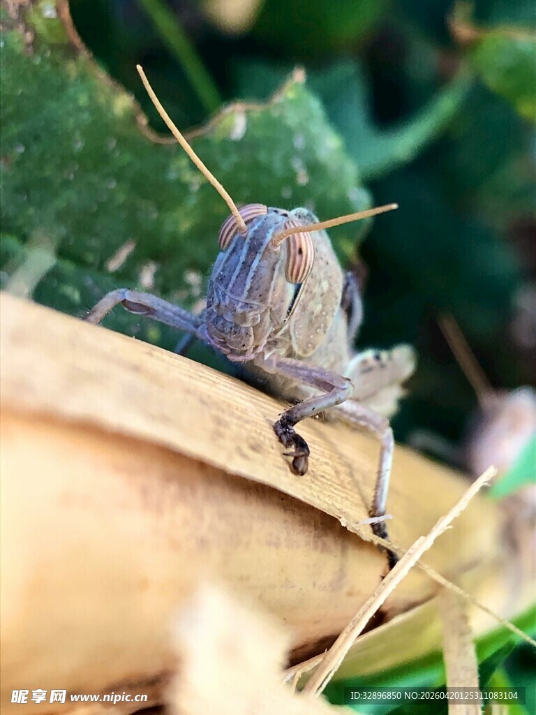 草丛中的紫色蚂蚱