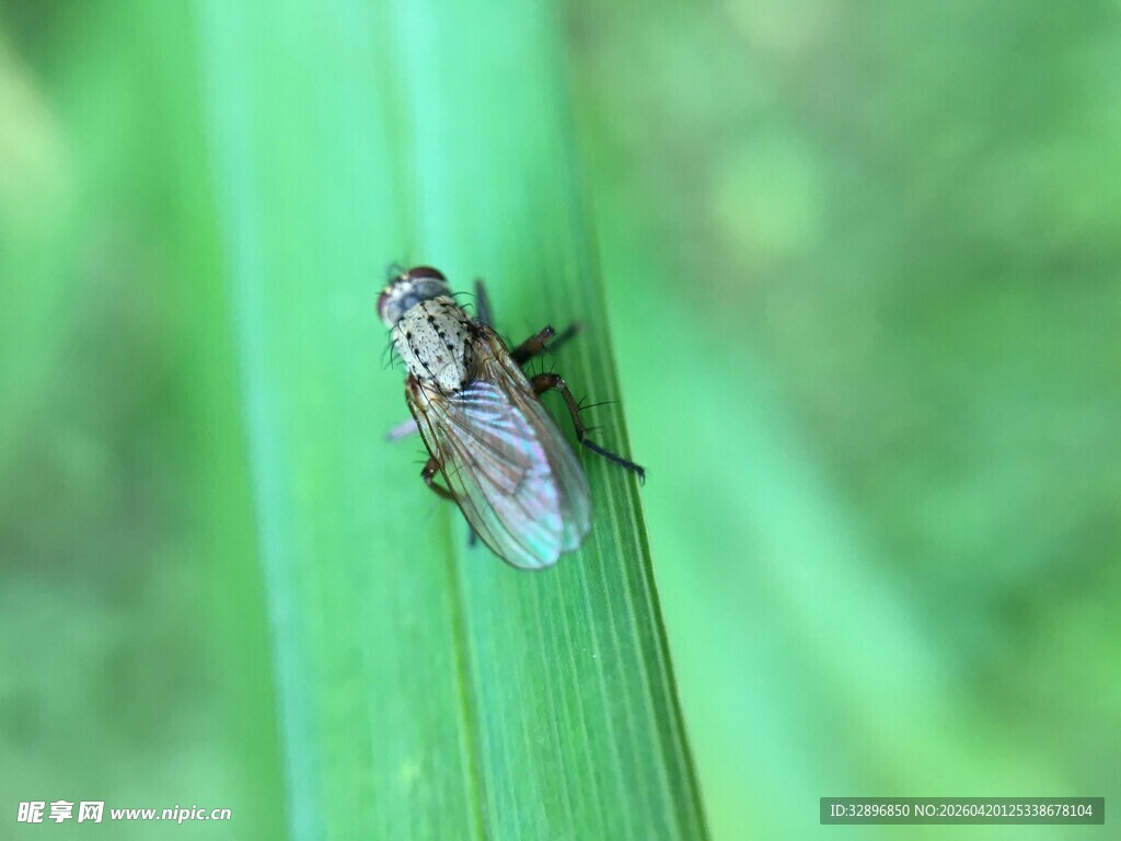 绿叶上的苍蝇