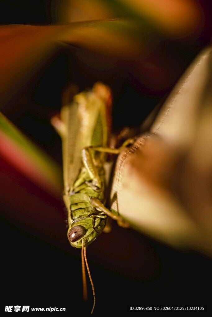 草丛中的绿色蚂蚱