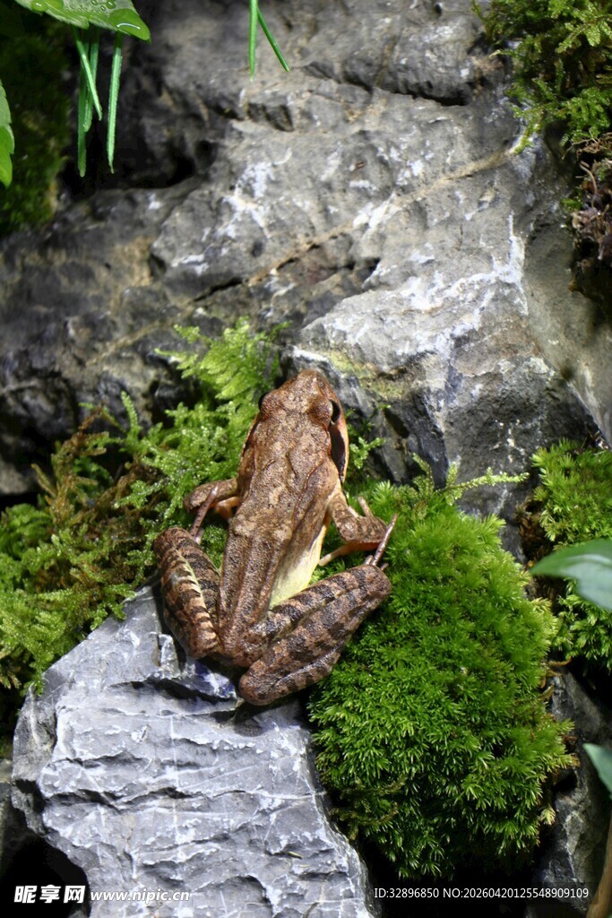 岩石上的青蛙与苔藓
