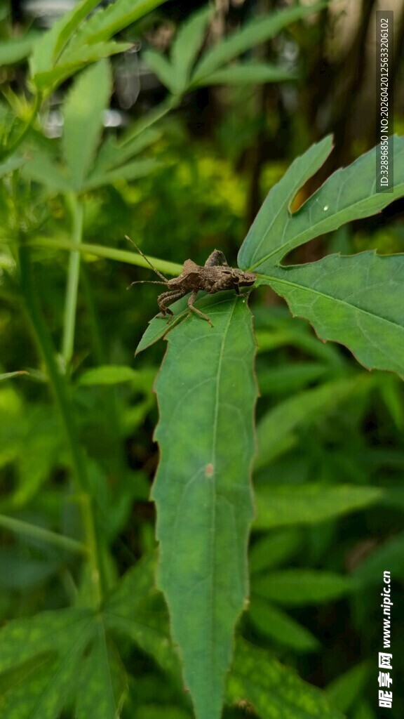 绿叶上的昆虫