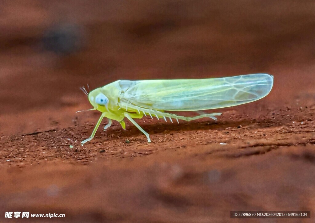 绿色透明蝉特写