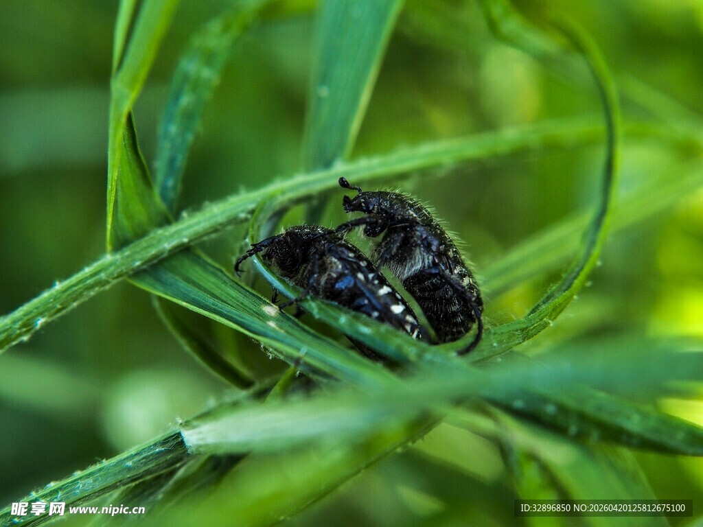 草丛中的黑色甲虫