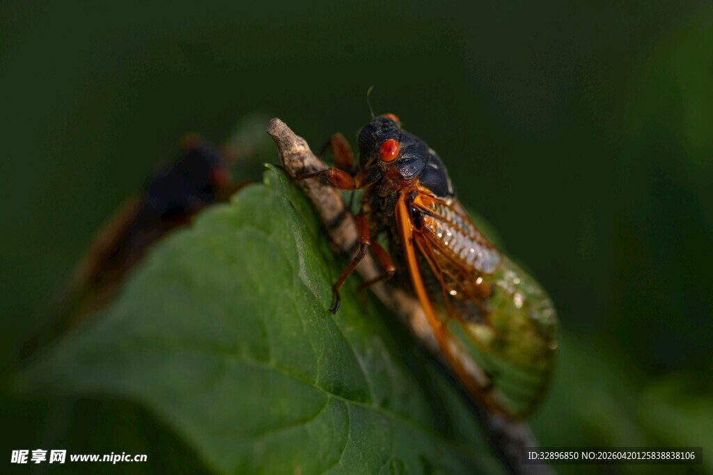 绿叶上的多彩蝉