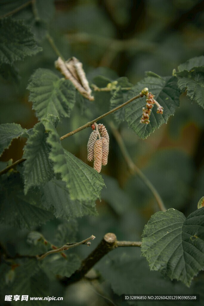 绿叶间的蚕茧