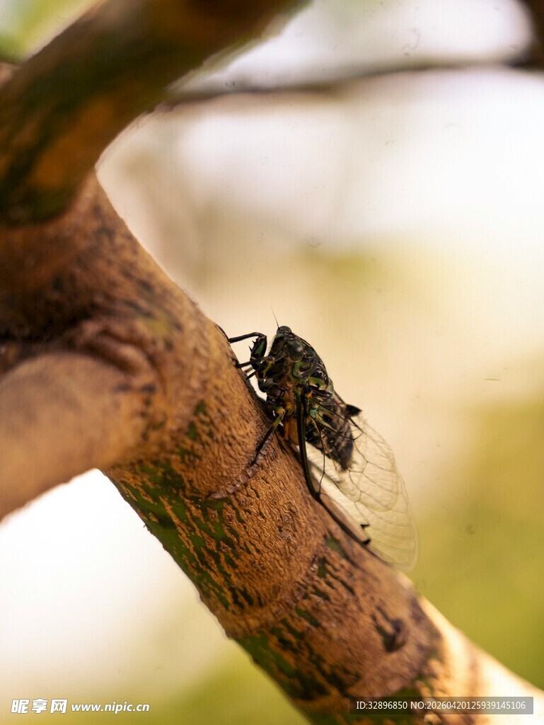 树枝上的黑色蝉