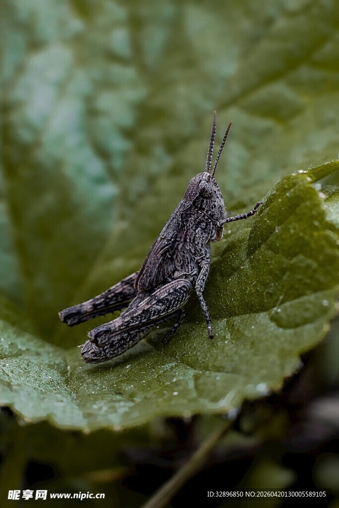 绿叶上的灰紫色小蝗虫