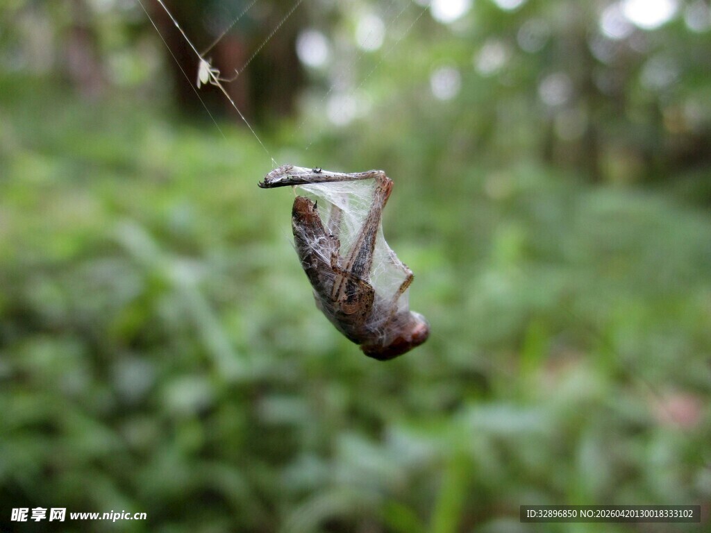 悬挂的枯叶蝶