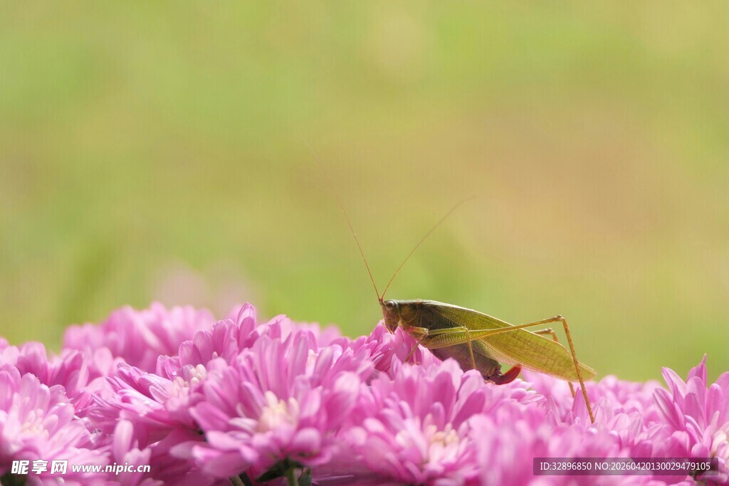 紫花上的绿色蚱蜢