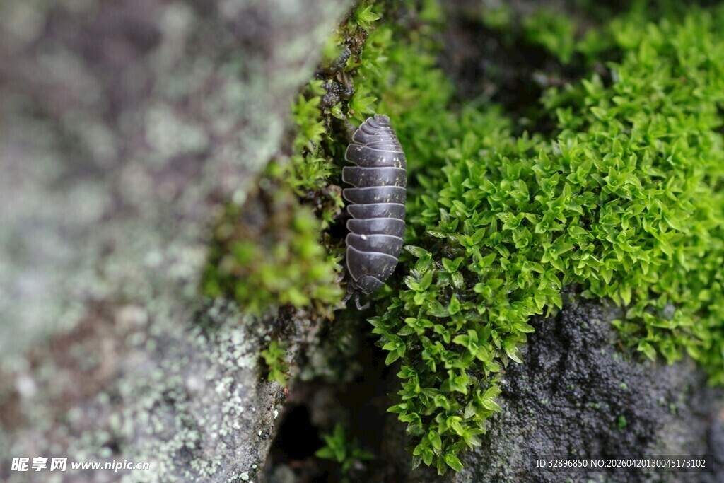 岩石上的潮虫与绿色苔藓