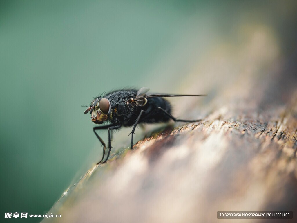 微距下的苍蝇特写