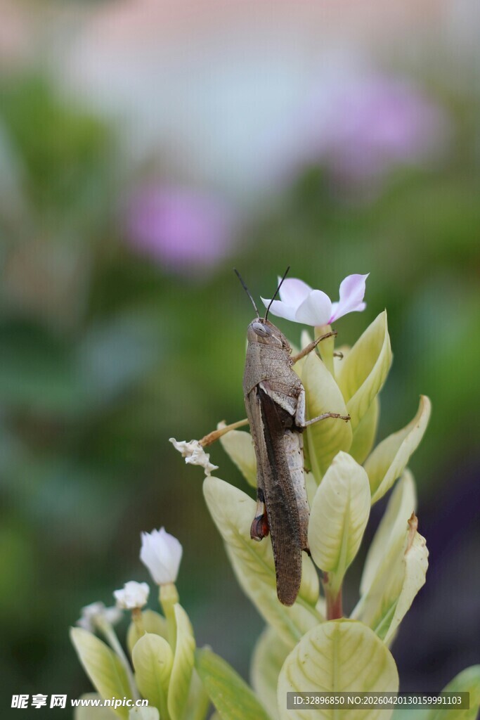绿叶上的昆虫特写