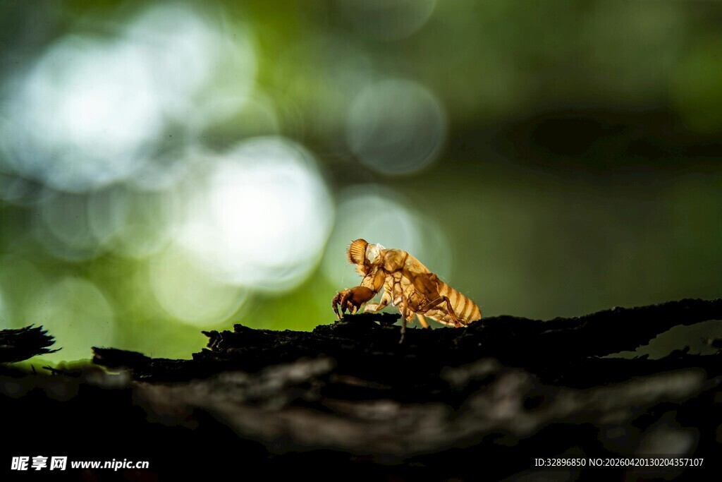 树干上的橙色小昆虫