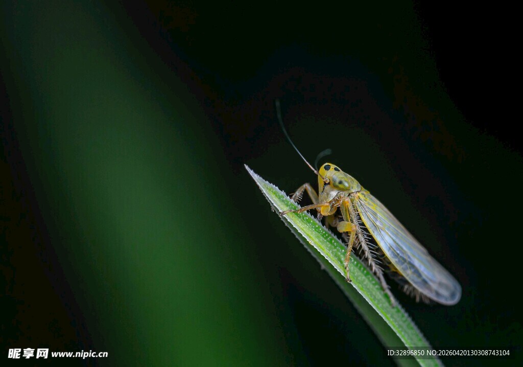 绿叶上的透明翅膀昆虫