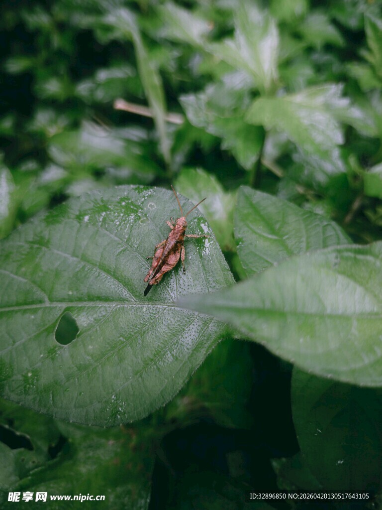 绿叶上的小昆虫