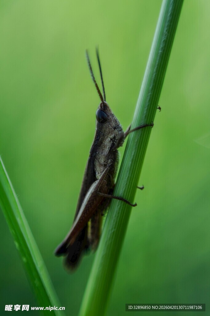 草丛中的褐色蚂蚱