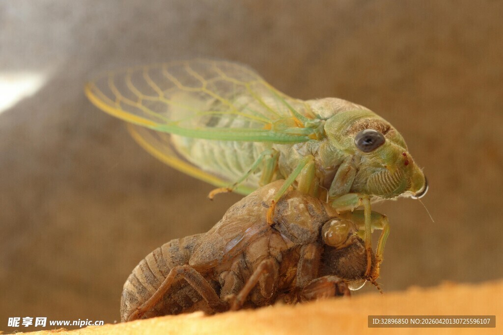 蝉的羽化瞬间