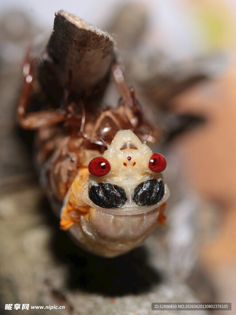 奇特昆虫近景特写