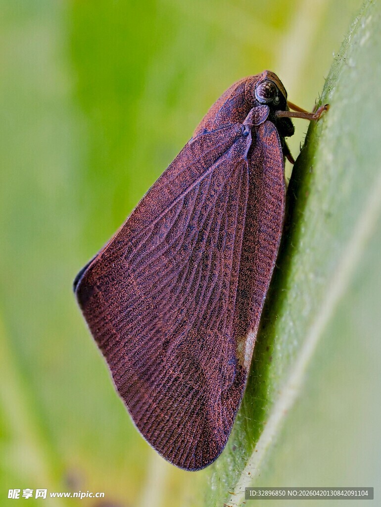 紫色飞蛾停驻绿叶上