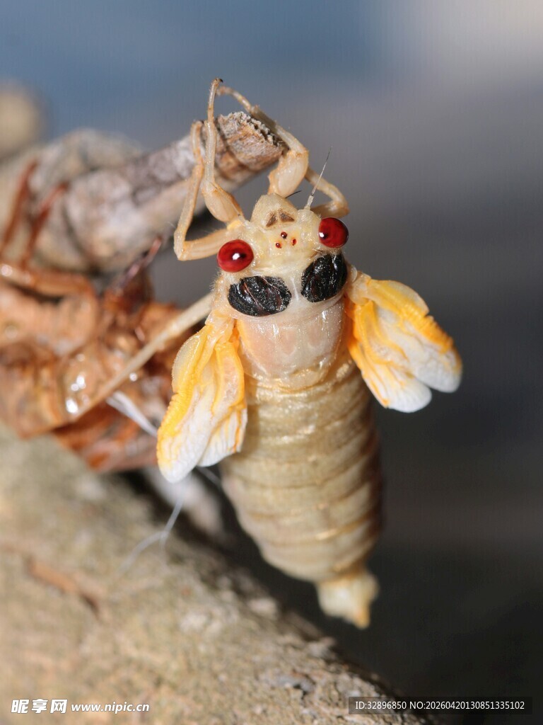 奇特造型的昆虫工艺品