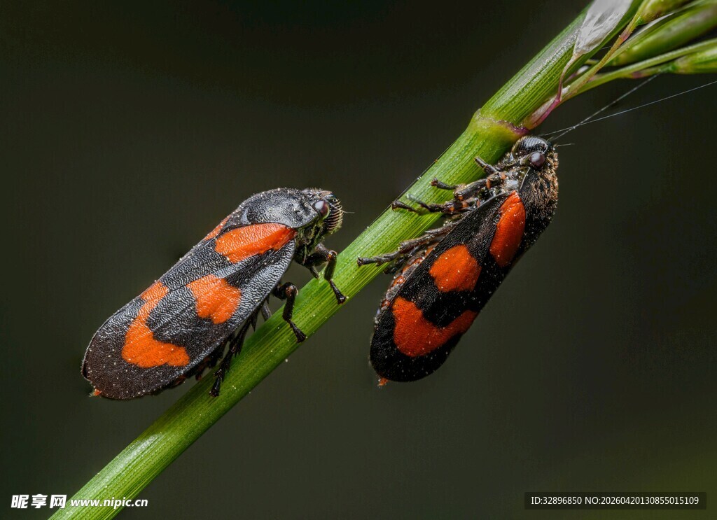 橙黑相间甲虫栖息绿叶上