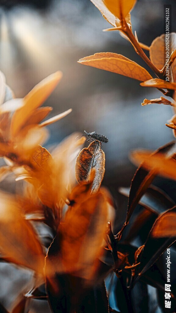 秋日橙叶特写