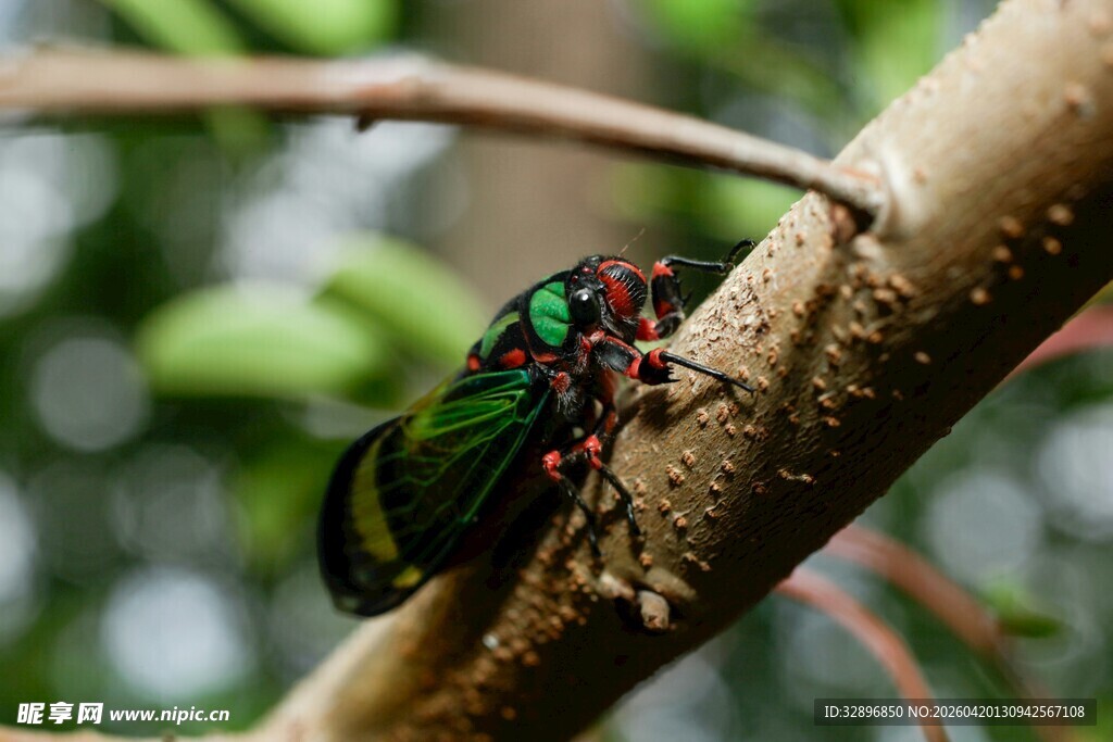 树枝上的多彩蝉