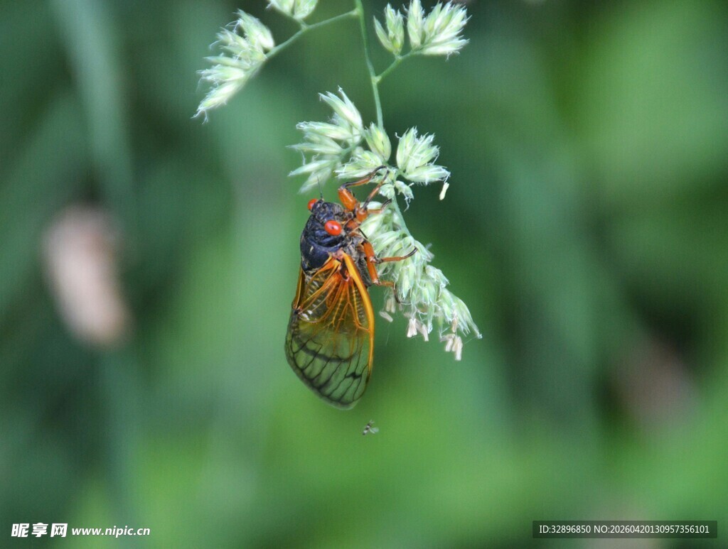 绿叶间的彩色蝉